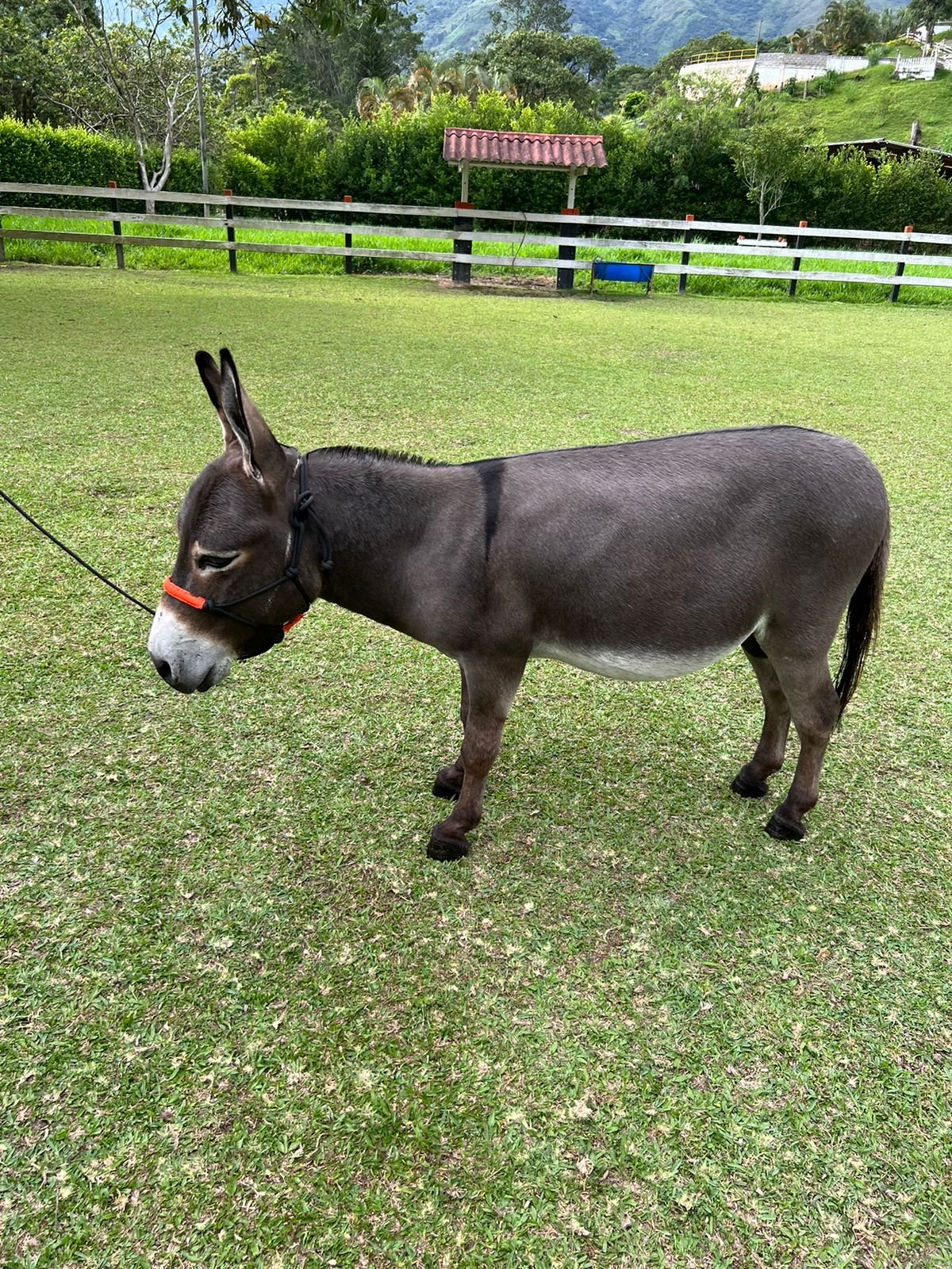 Mini Cabras Pigmeas