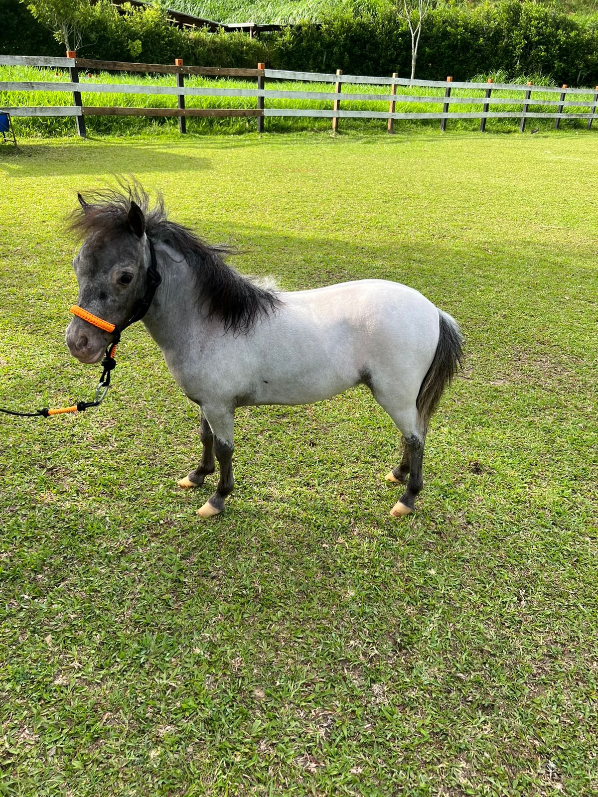 Matriz Mini Horse