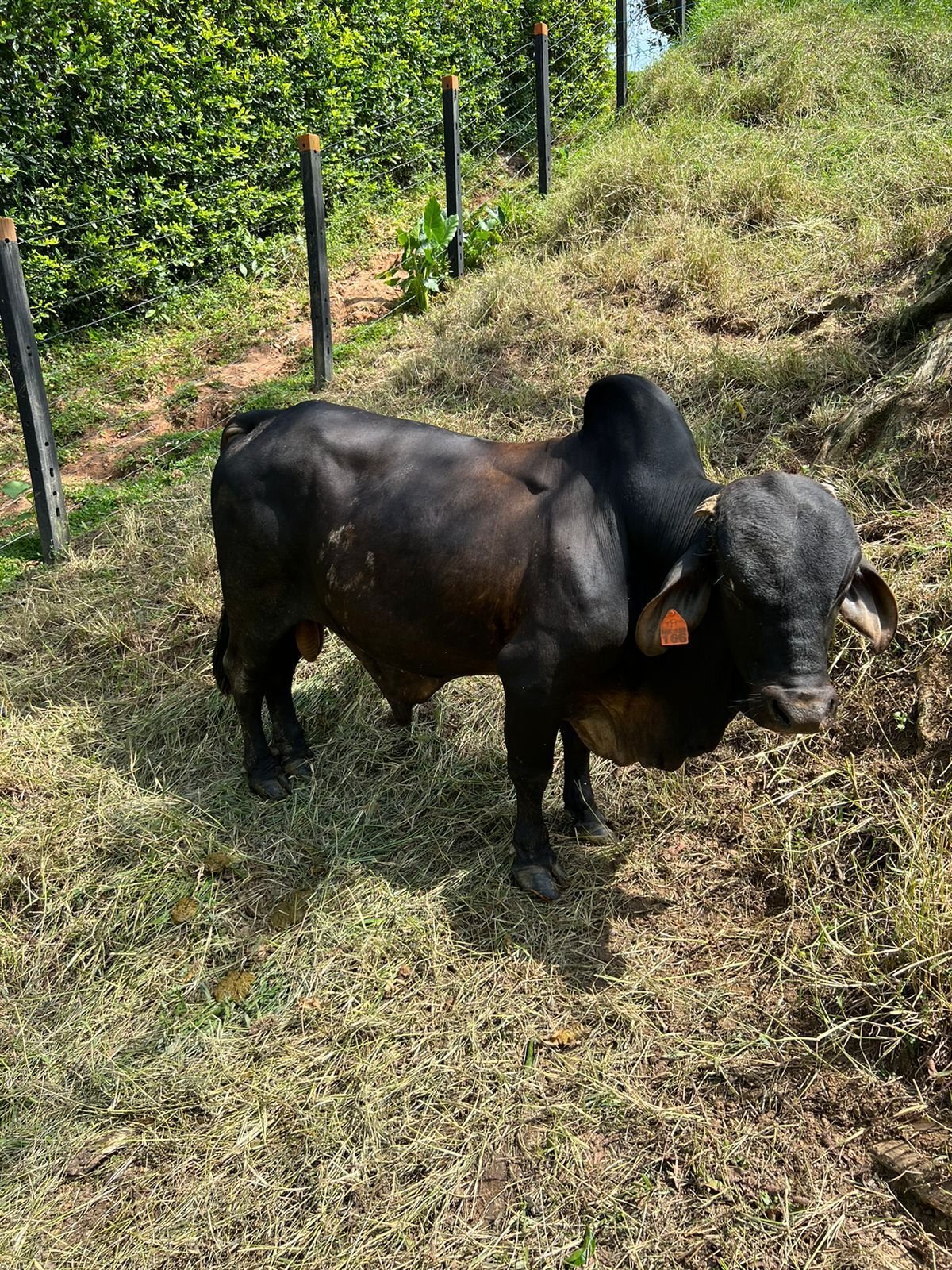 Toro Reproductor Mini Vaca